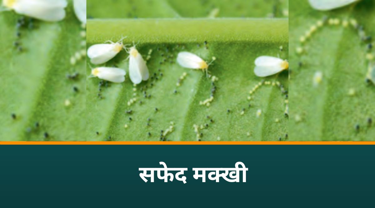 बरसीम की खेती