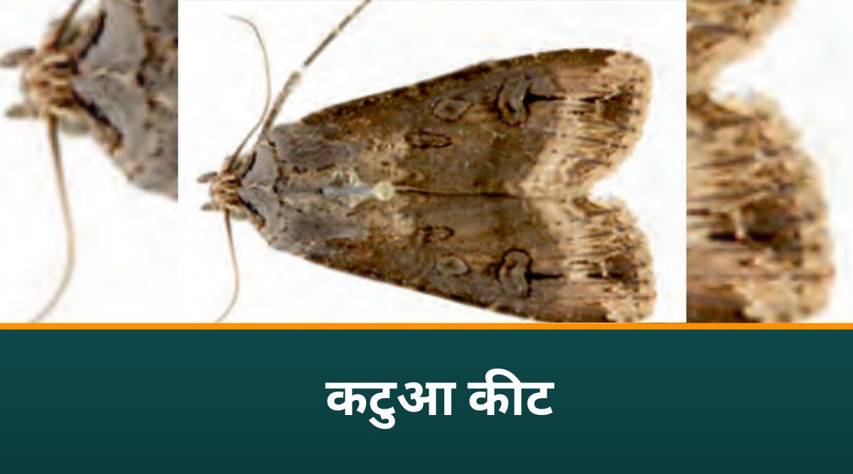 बरसीम की खेती