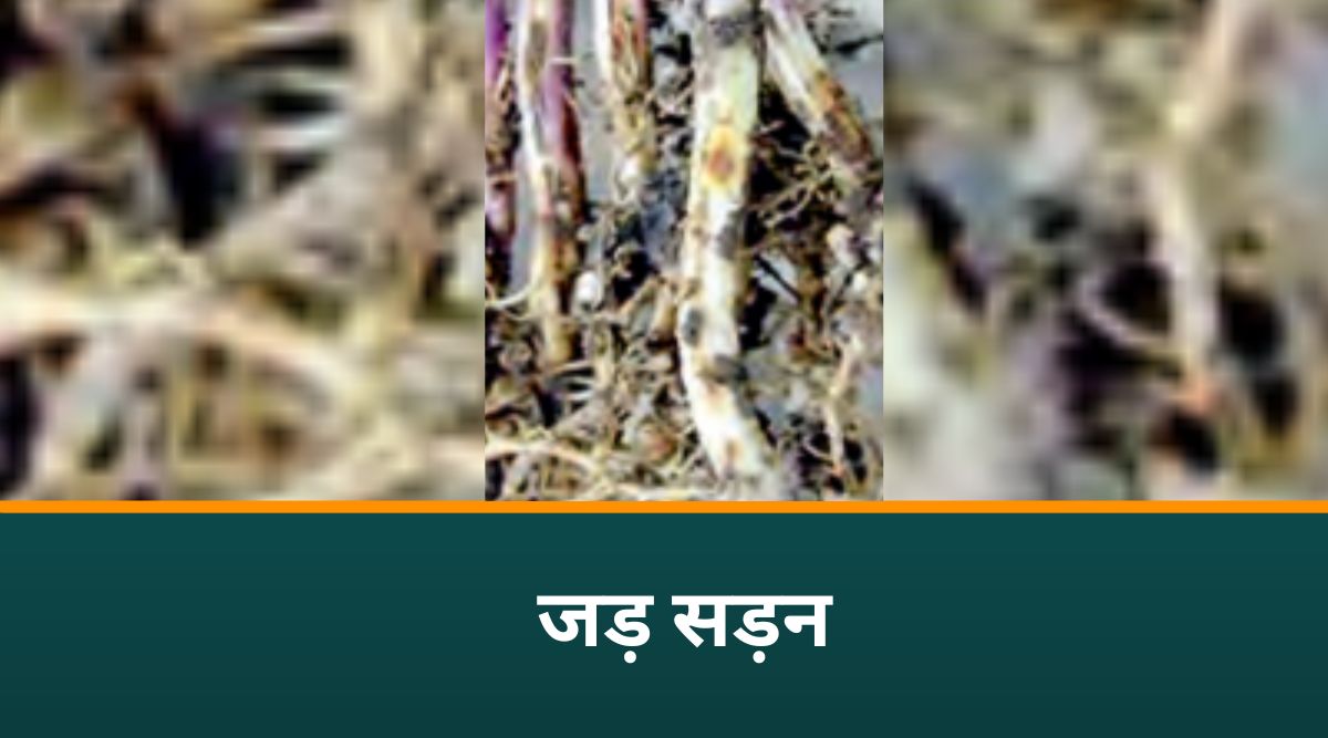 Berseem Farming: बरसीम की खेती
