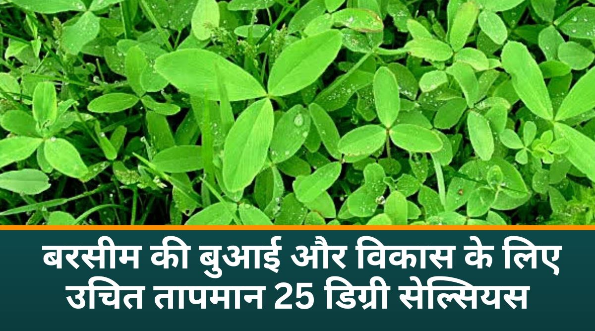 Berseem Farming: बरसीम की खेती