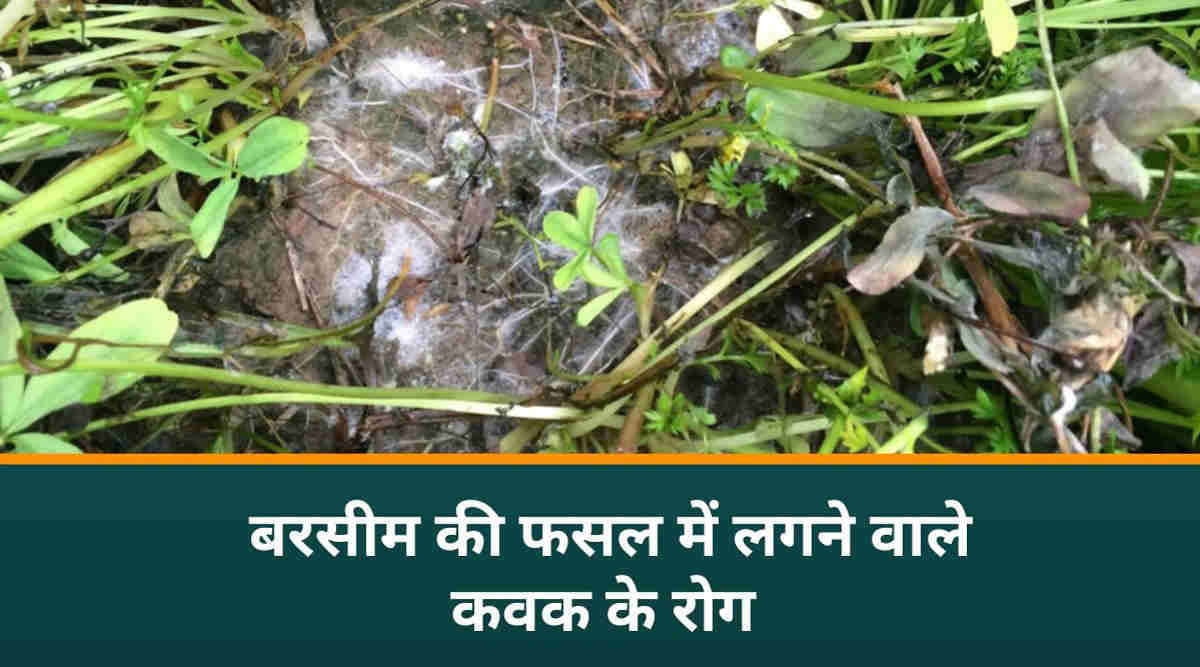 बरसीम की खेती