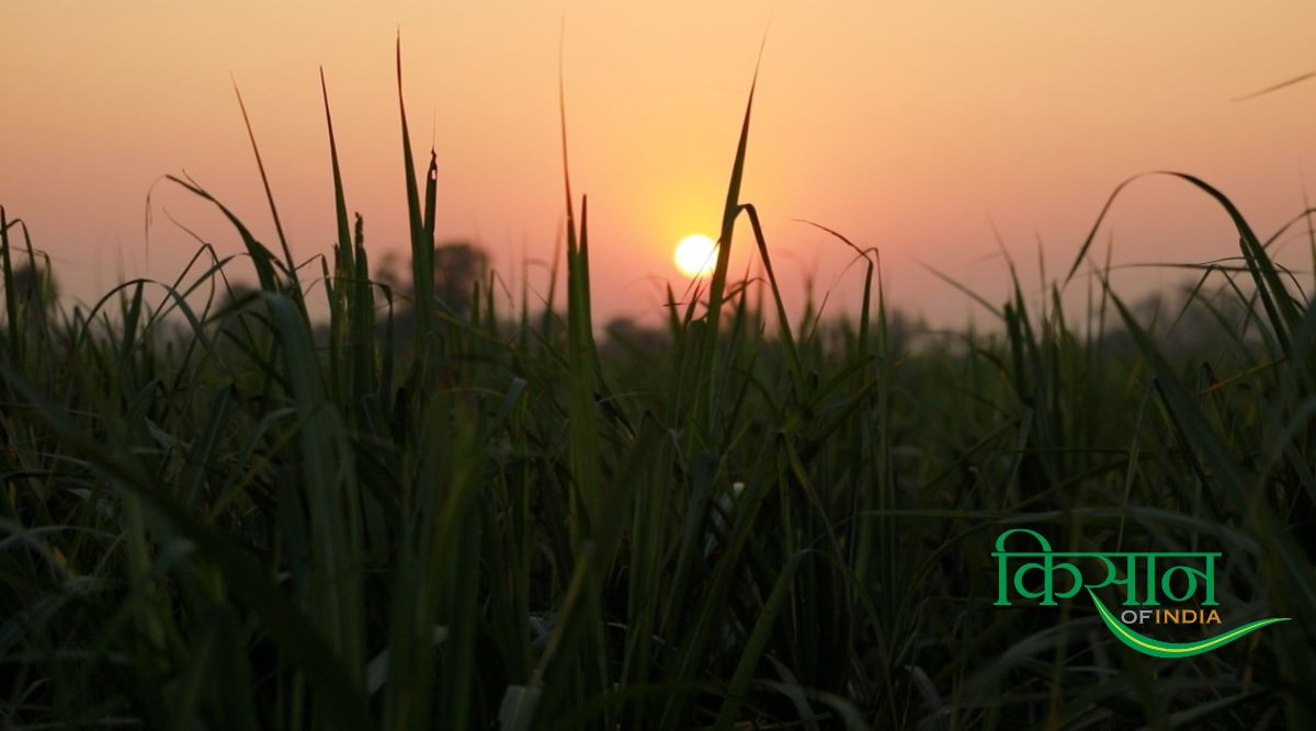सर्दियों की शुरुआत भारत में खेती