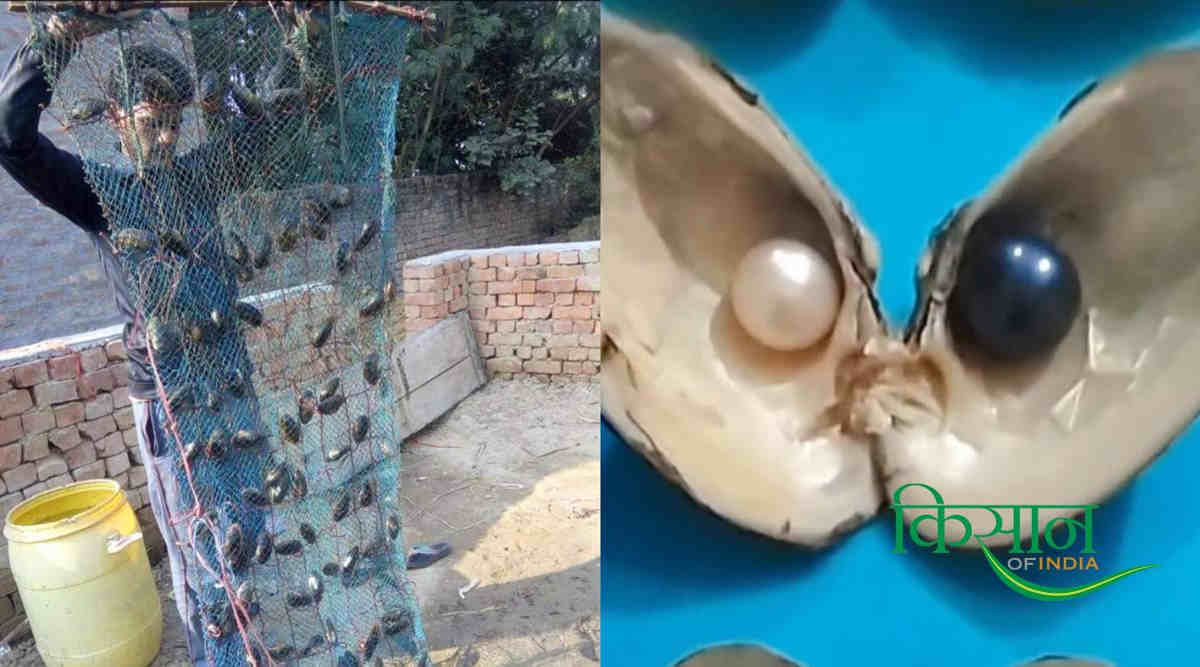 Pearl Farming मोती की खेती के साथ मछली पालन 6