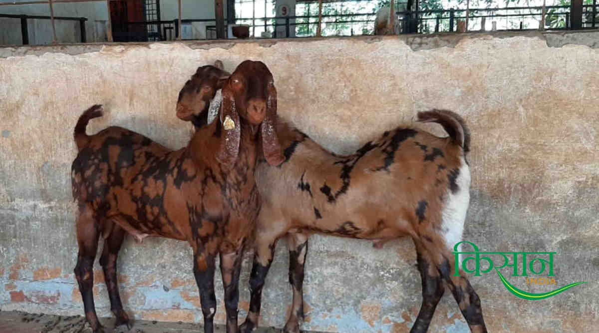बकरी पालन (Goat Farming)
