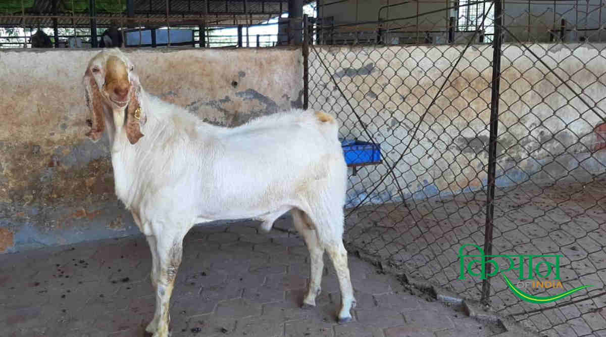 बकरी पालन (Goat Farming)