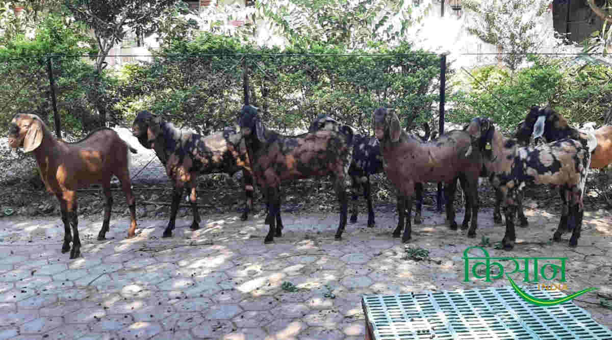 बकरी पालन