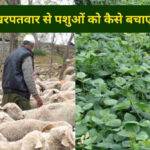 Nursery Business: पौध नर्सरी व्यवसाय शुरू करने के लिए अनिल ने छोड़ी नौकरी, आज किसानों को देते हैं ट्रेनिंग