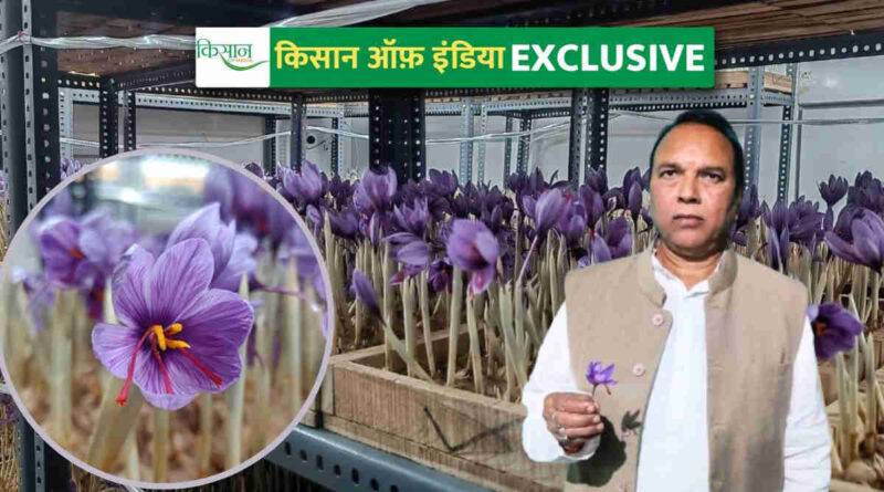 छत्तीसगढ़ में केसर की खेती(Saffron Farming)