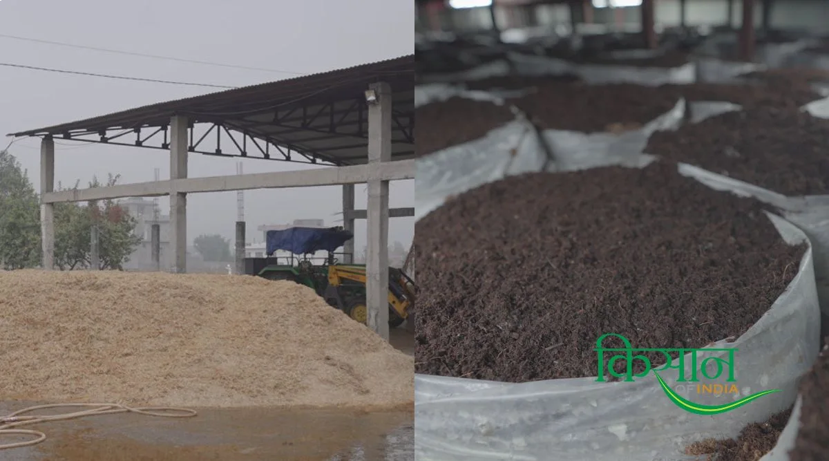 Mushroom Farming
