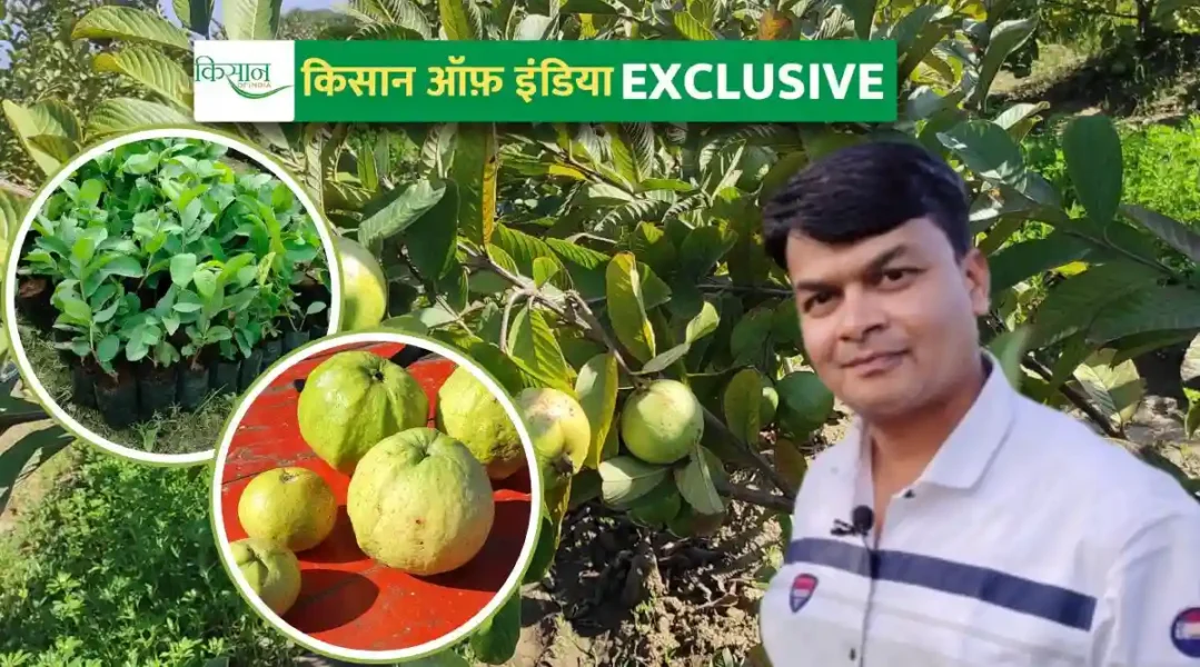 पिंक ताइवान अमरूद की खेती में क्या है मुनाफ़े और लागत का गणित, जानिए एक्सपर्ट आशीष विजयवर्गीय से