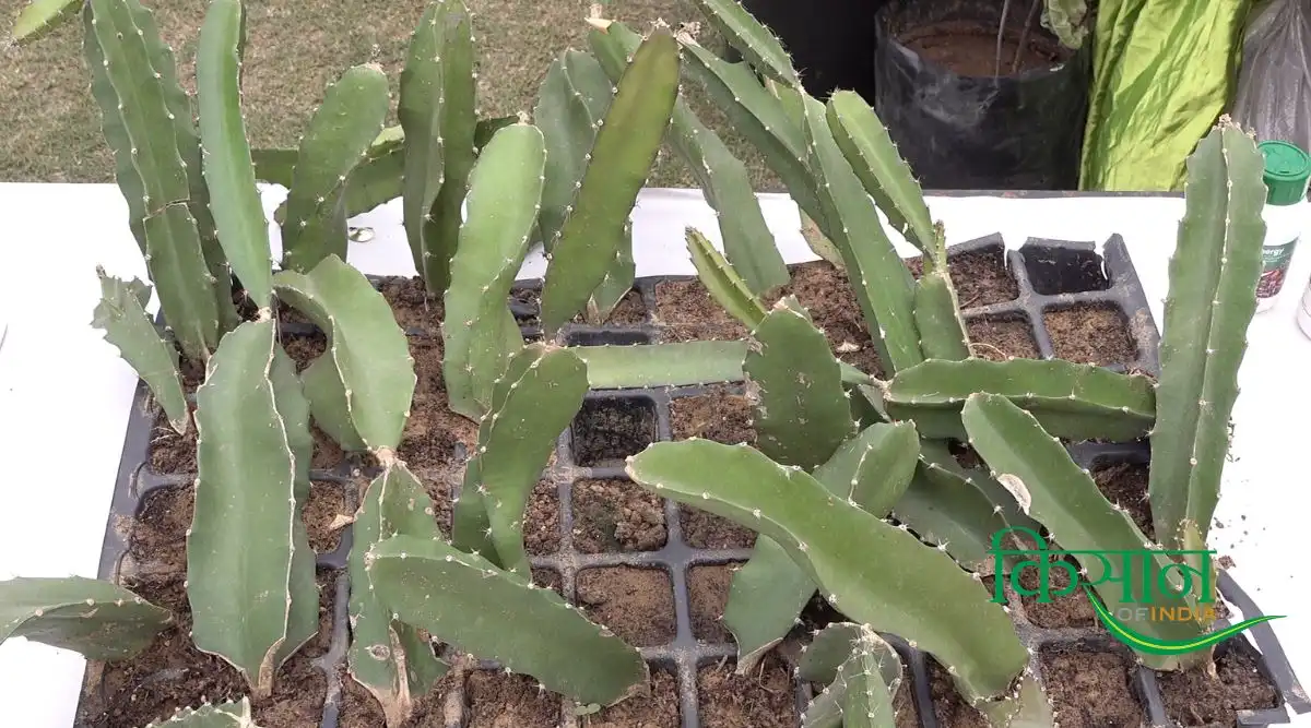 ड्रैगन फ़्रूट की खेती (Dragon Fruit) 3