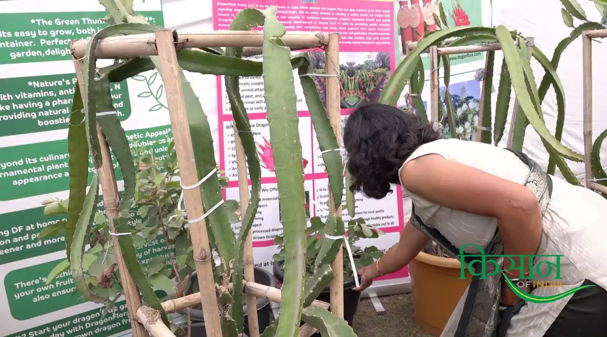 ड्रैगन फ़्रूट की खेती (Dragon Fruit) 5