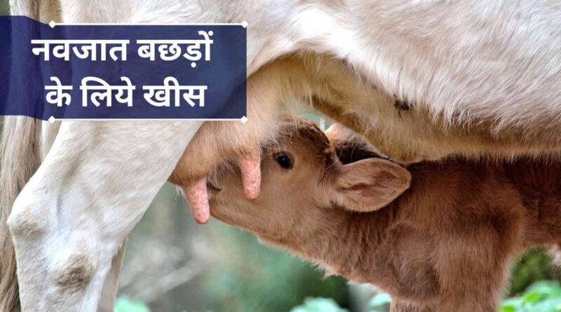 नवजात बछड़े को खीस पिलाना 1 khees for calves