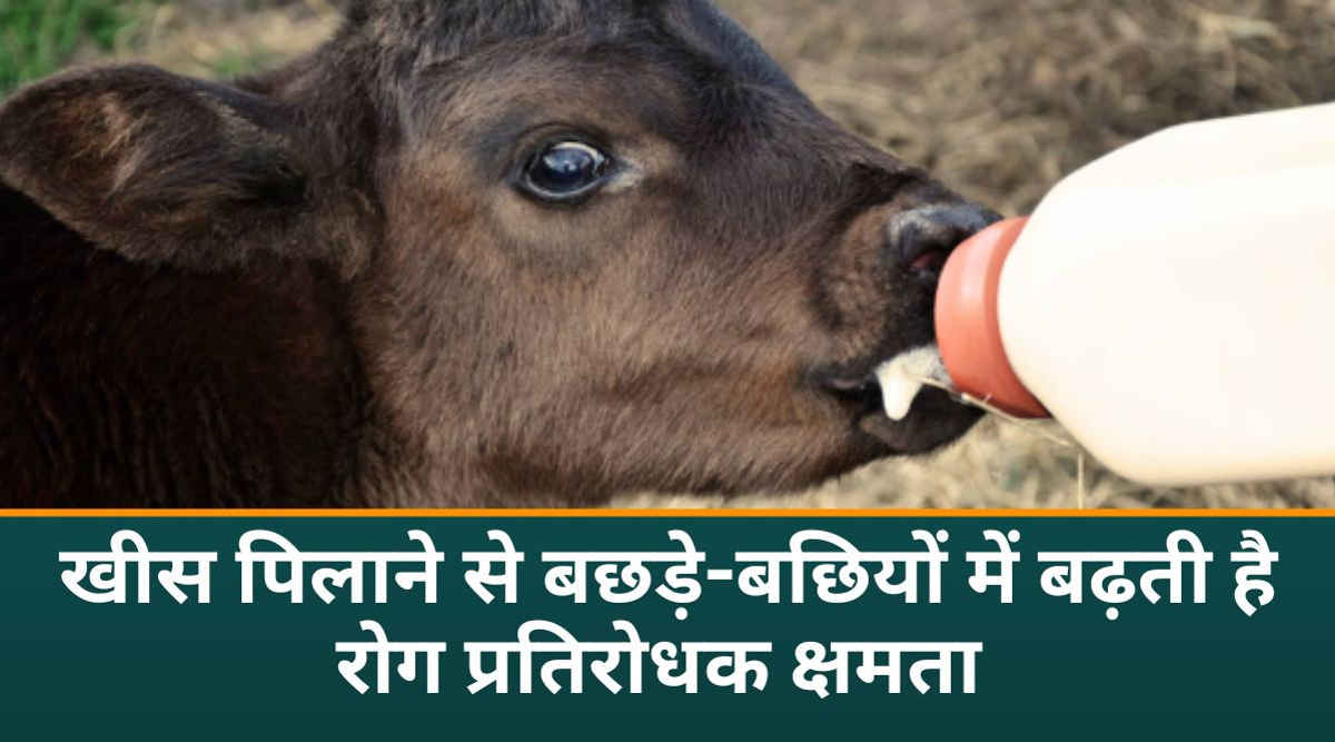 नवजात बछड़े को खीस पिलाना 2