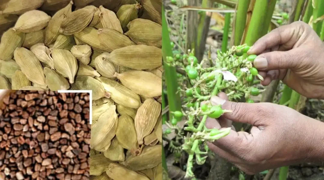 Elaichi Plant इलायची का पौधा