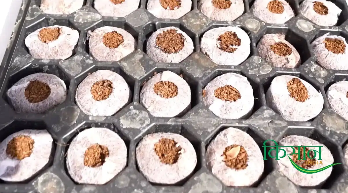 Hydroponic Farming At Home हाइड्रोपोनिक तकनीक से खेती 8