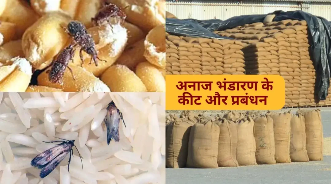 अनाज भंडारण प्रबंधन grain storage pest management