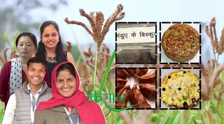 Ragi Crop: रागी की फसल से क्या-क्या तैयार किया जा सकता है? रागी की खेती से जुड़ी अहम जानकारी