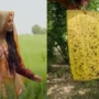 Calendula Flower: कैलेंडुला फूल कई चीज़ों में आता है काम, Pot Marigold की खेती से जुड़ी बातें