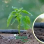 Crop Rotation In Agriculture: जानिए क्यों अहम है खरीफ़ मौसम में उन्नत फ़सल चक्र