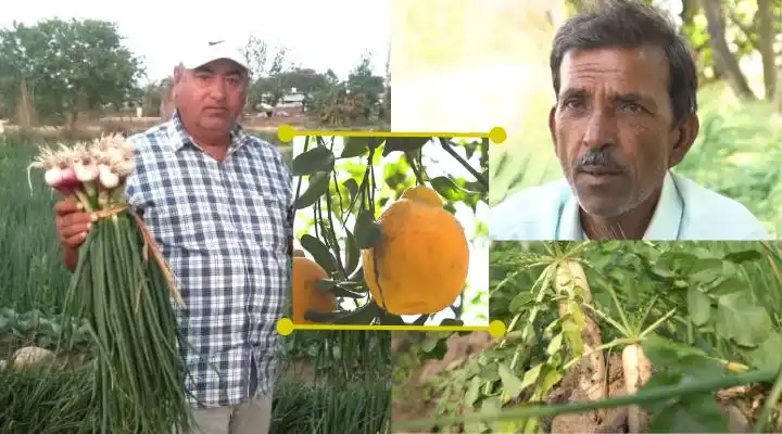 मिश्रित खेती में कौन-कौनसी फ़सलें उगाएं mixed farming crops