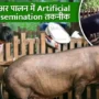 पूसा रिद्धि प्याज: किसानों की आय बढ़ाने वाली प्याज की नई किस्म