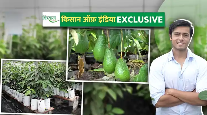 एवोकाडो की खेती Avocado cultivation