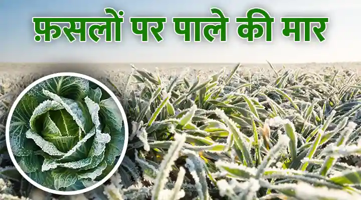 फ़सलों पर पाले की मार frost damage to crops