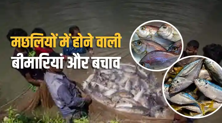 Fish Diseases And Treatment: मछलियों में होने वाली बीमारियां और इलाज़ का तरीका