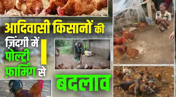 Backyard Poultry Farming बैकयार्ड पोल्ट्री फ़ार्मिंग