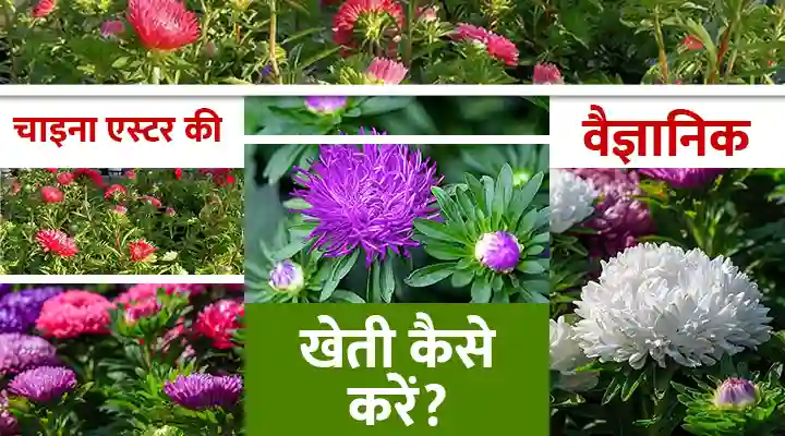चाइना एस्टर की वैज्ञानिक खेती: फूलों का बिज़नेस करें स्मार्ट तरीके से, पाएं कम लागत में ज़्यादा मुनाफ़ा