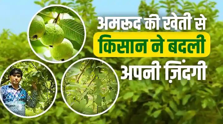Guava Cultivation अमरूद की खेती