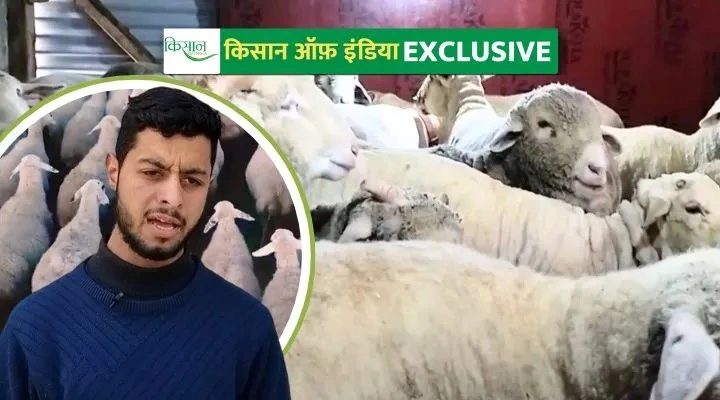 Sheep Farming भेड़ पालन