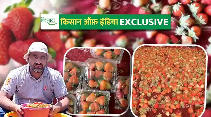 Strawberry Cultivation: कश्मीर में स्ट्रॉबेरी की खेती कर रहे किसान बिलाल अहमद की कहानी