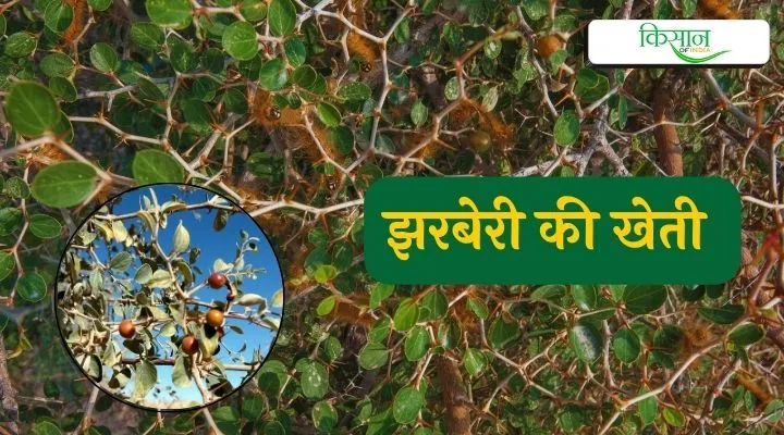 झरबेरी की खेती Jharaberee Farming