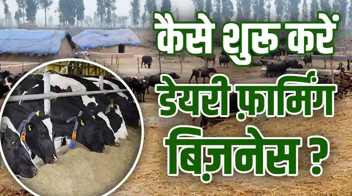 डेयरी फ़ार्मिंग बिज़नेस Dairy Farming Business
