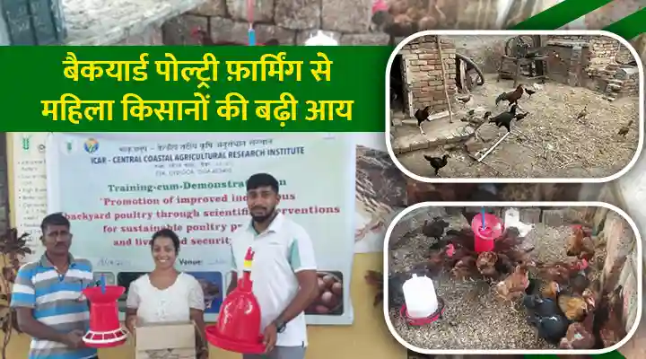 Backyard Poultry Farming बैकयार्ड पोल्ट्री फ़ार्मिंग