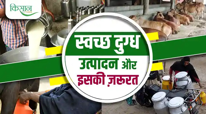 Clean Milk Production: भारत में स्वच्छ दुग्ध उत्पादन में बनी हैं चुनौतियां, जानिए क्या हैं उपाय और महत्वपूर्ण कदम