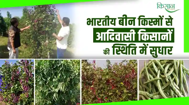 Indian bean new varieties भारतीय बीन की नई क़िस्में