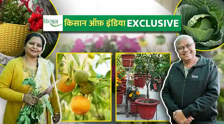 Terrace Gardening टेरेस गार्डनिंग