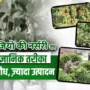 PM-AASHA Scheme को 15वें वित्त आयोग चक्र के दौरान 2025-26 तक जारी रखने की मंज़ूरी, राज्यों ने की तुअर दाल ख़रीद में तेज़ी