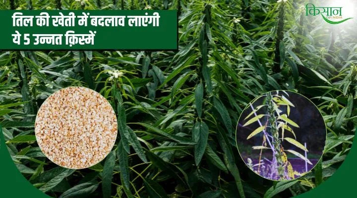 Advanced Varieties in Sesame Cultivation तिल की खेती में उन्नत क़िस्में