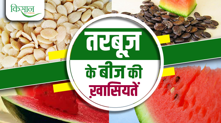 Benefits Of Watermelon Seeds : तरबूज़ के बीज हैं सेहत का खज़ाना, गर्मियों में सेवन से मिलते हैं अनेकों फ़ायदे