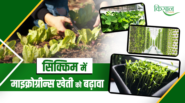 Microgreens Farming In Sikkim : सिक्किम में नई कृषि क्रांति, माइक्रोग्रीन्स की खेती से बढ़ाएं कमाई!