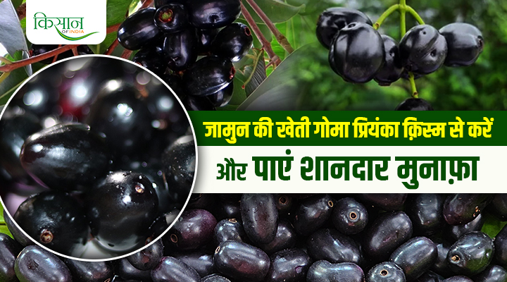 Jamun Variety Goma Priyanka जामुन की क़िस्म गोमा प्रियंका