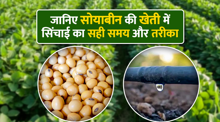Soybean Cultivation सोयाबीन की खेती