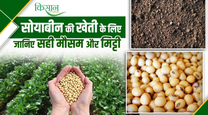 Soybean Cultivation सोयाबीन की खेती