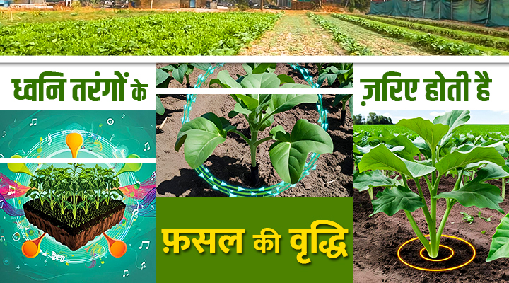 ध्वनि आधारित खेती Acoustic Agriculture