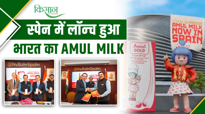 'Amul Milk' launched in Spain and EU: अमूल ने यूरोप में बढ़ाया बड़ा कदम! अब स्पेन भी पिएगा 'अमूल दूध'