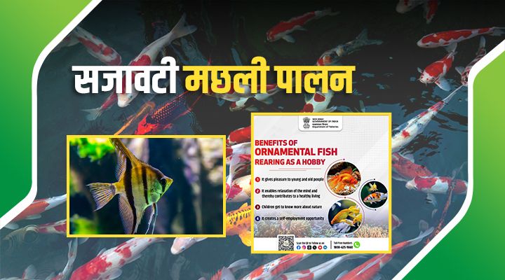 Ornamental Fish Rearing: सजावटी मछली पालन है फायदेमंद शौक के साथ शानदार बिज़नेस भी